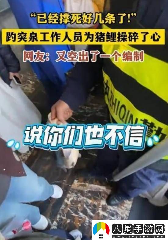 國(guó)慶趵突泉胖錦鯉撐死好幾條