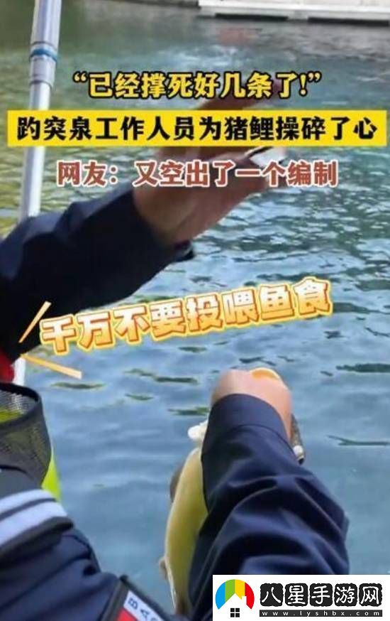 國(guó)慶趵突泉胖錦鯉撐死好幾條