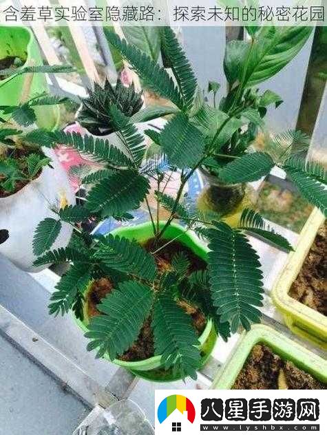 含羞草實(shí)驗(yàn)室隱藏入口探秘：開(kāi)啟未知奇妙之旅