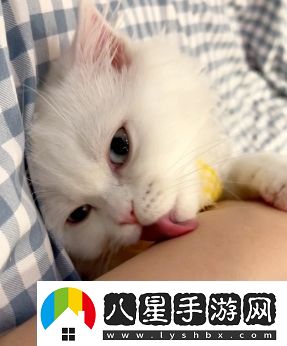 舔貓型是什么梗絡(luò)用語(yǔ)