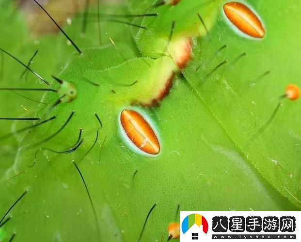 他的舌頭探入蜜源毛毛蟲(chóng)說(shuō)說(shuō)穩(wěn)居榜首